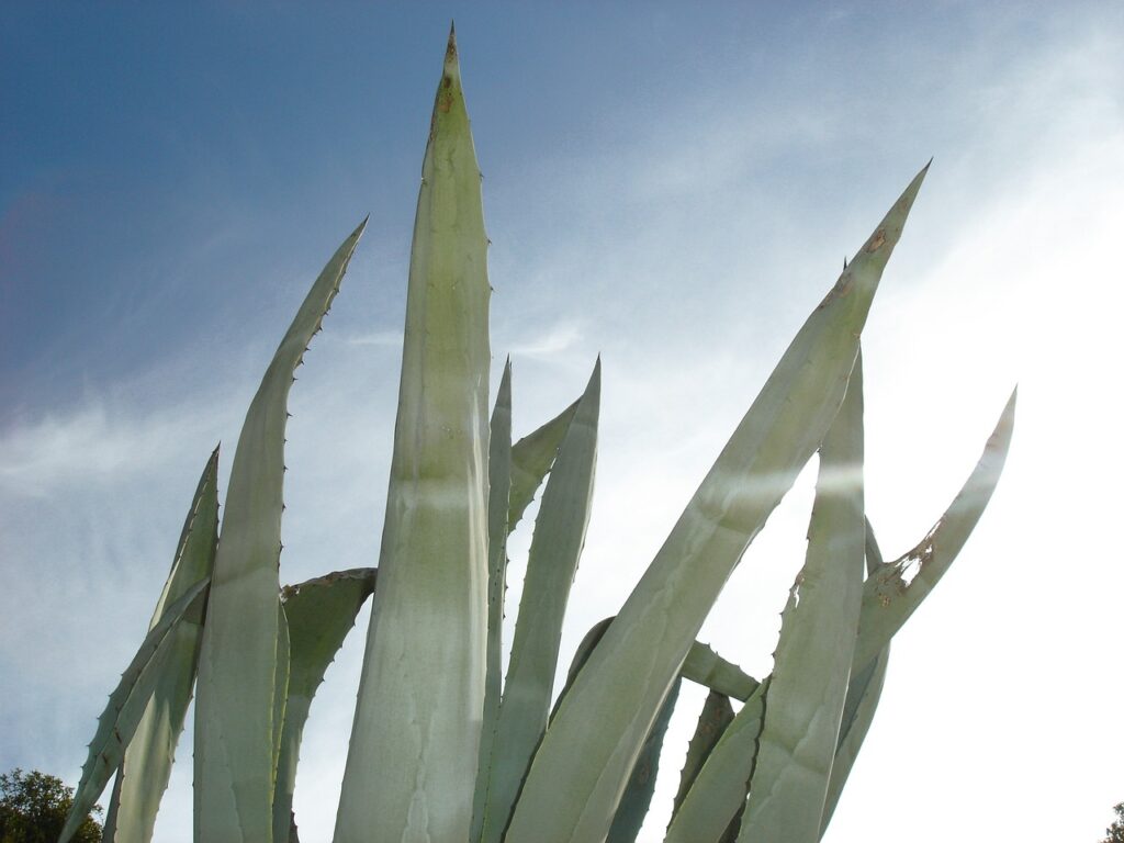 agave, cactus, liliaceae-235534.jpg